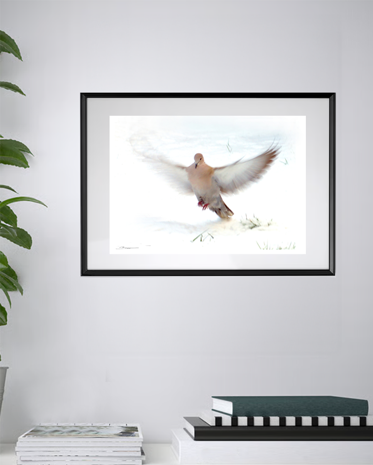 Tourterelle en vol suspendu – Danse légère sur un tapis de neige