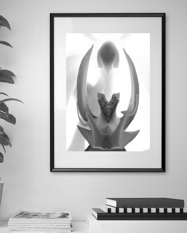 Portail interstellaire floral