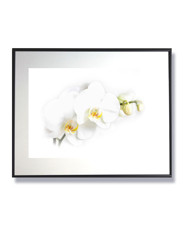 Une fleur, un éclat, un instant d’éternité