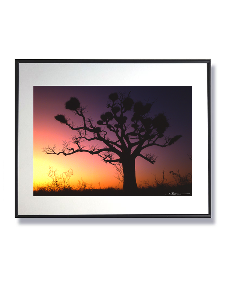 Baobab au coucher du soleil