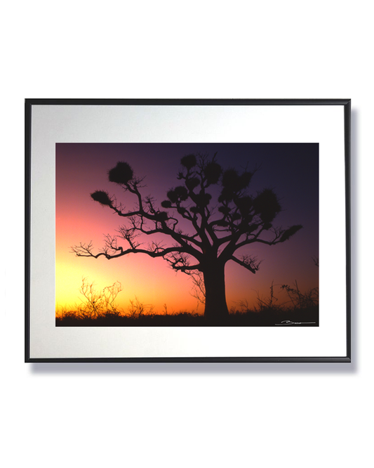 Baobab au coucher du soleil