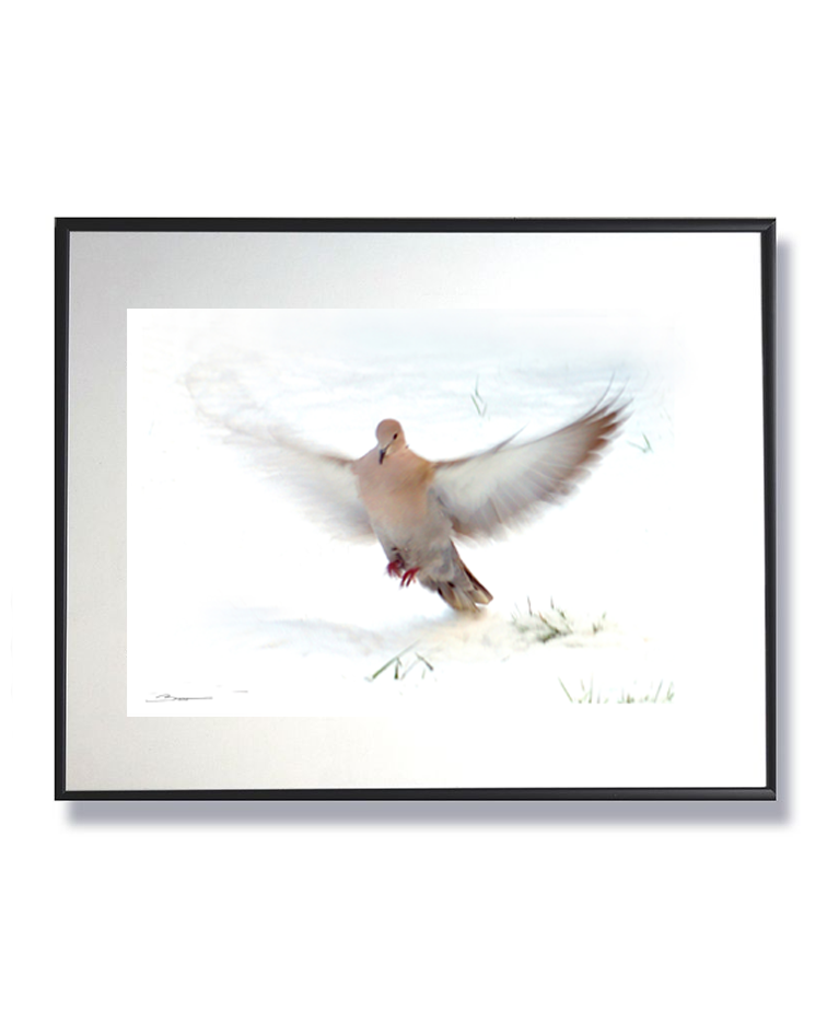 Tourterelle en vol suspendu – Danse légère sur un tapis de neige