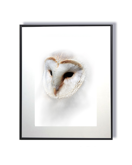 Gardienne de la Nuit – Portrait d’une Chouette Effraie