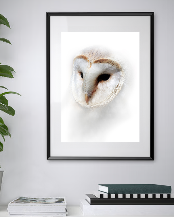 Gardienne de la Nuit – Portrait d’une Chouette Effraie