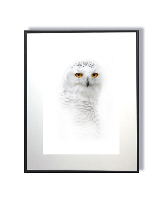 Messagère des neiges – Chouette Harfang des neiges