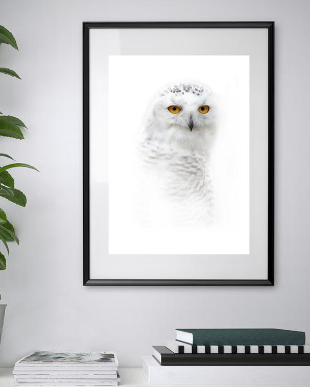 Messagère des neiges – Chouette Harfang des neiges