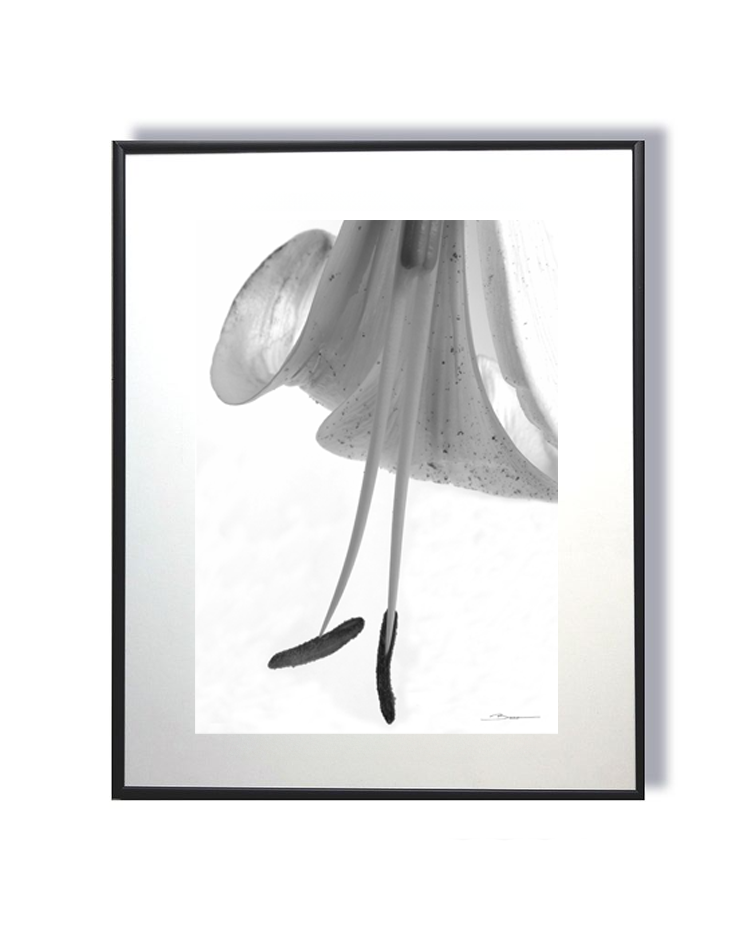 Ballet botanique –  Fleur en suspension