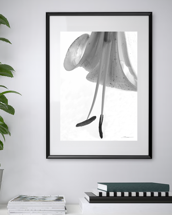 Ballet botanique –  Fleur en suspension