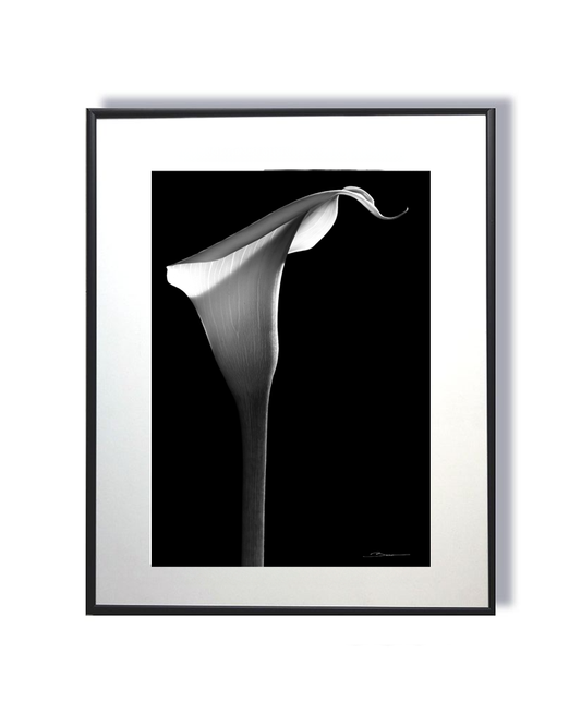 Gracieuse Élévation – Calla Noir et Blanc