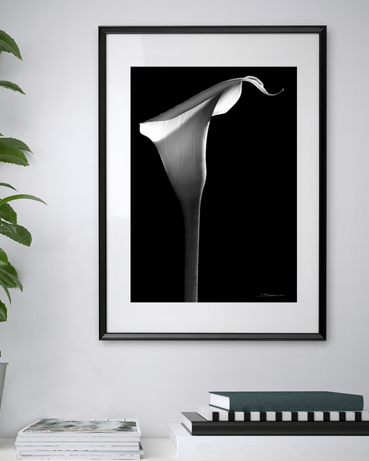 Gracieuse Élévation – Calla Noir et Blanc