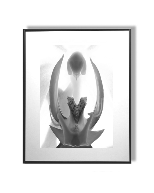 Portail interstellaire floral