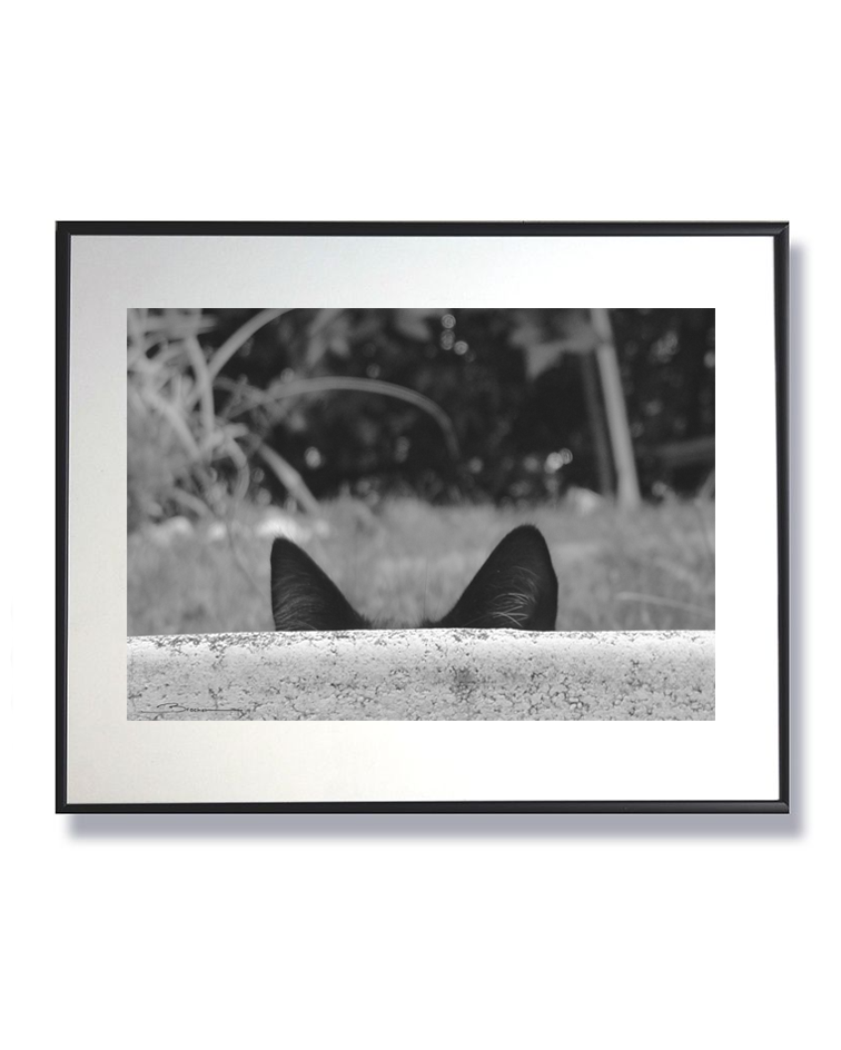 Écoute cachée – Murmures du jardin secret