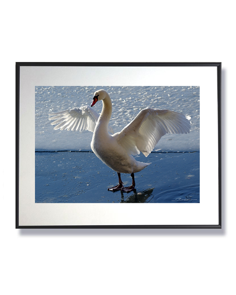 L’élan du cygne – Quand la glace devient scène