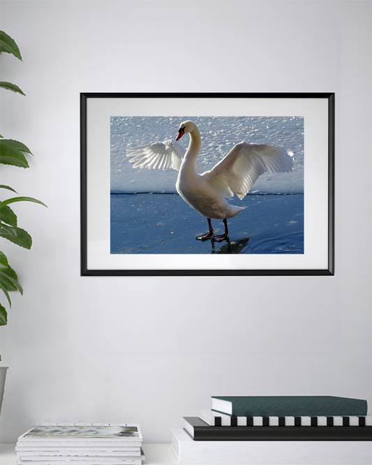 L’élan du cygne – Quand la glace devient scène