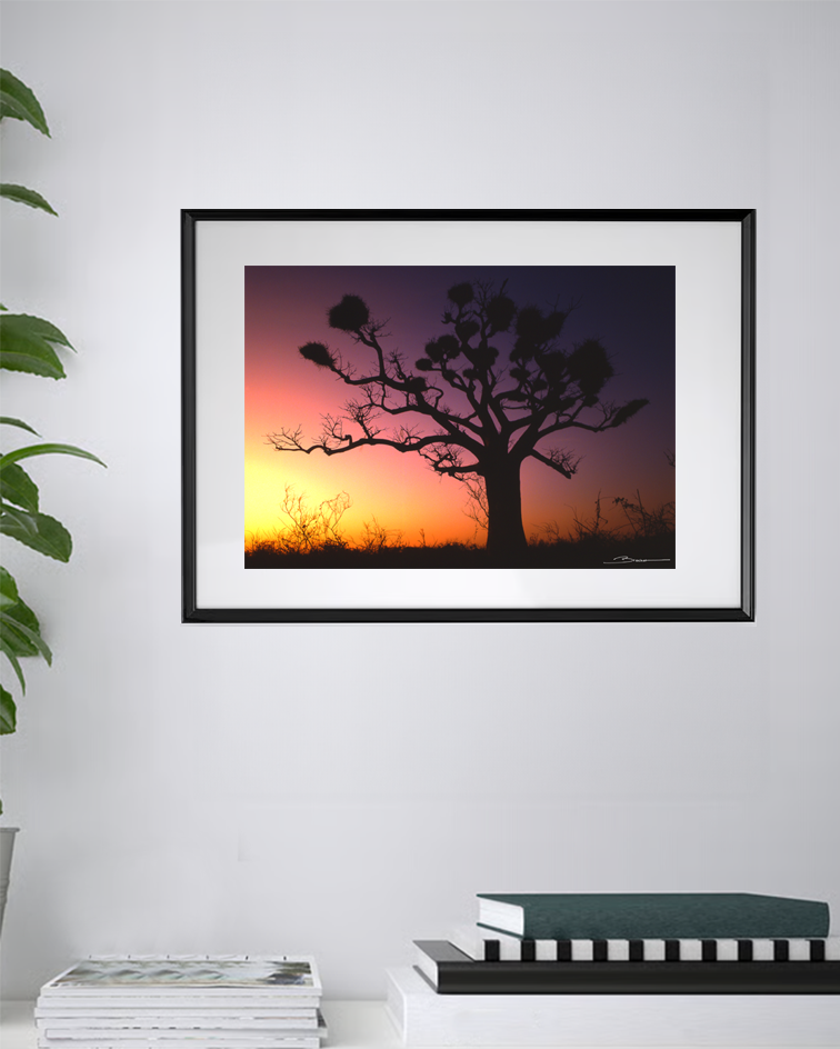 Baobab au coucher du soleil